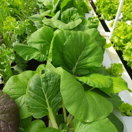 151260964_1403747573292703_4255933582019737687_n