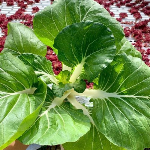 159564542_1412652455735548_8697626413839537369_n