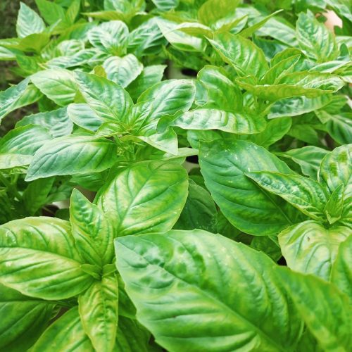 160581602_1417832405217553_820363558260738917_n