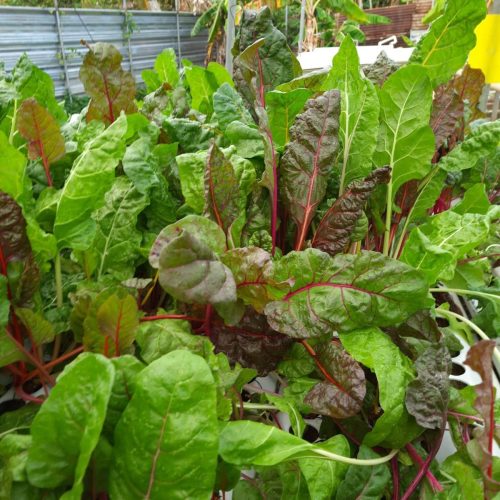 192709124_1466242010376592_7442912713716780505_n