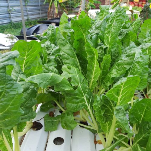 193553589_1466242013709925_3900060895258266343_n