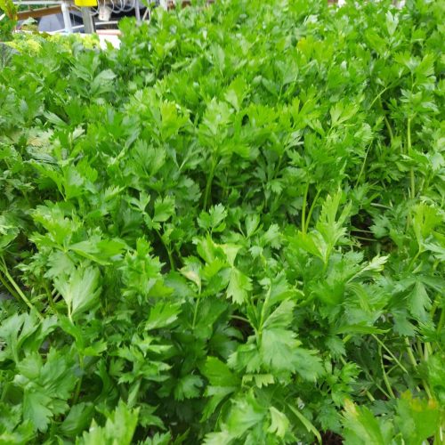 193750174_1466242180376575_7340497888224976089_n