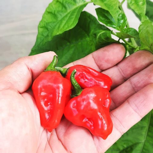 469287474_2380658708934913_4114709466802827496_n