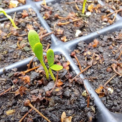 480133582_1168466378620126_613732462890595754_n