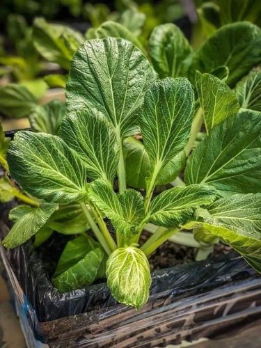 487352420_2410215032697266_5002301078641058652_n