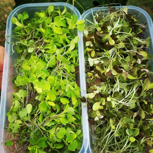 494408833_2505573643110085_7702156995822348439_n