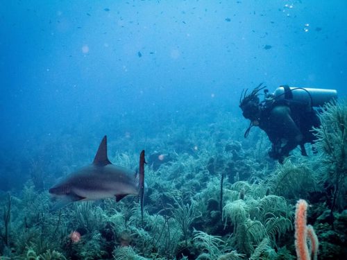 60719054_1961073150663777_7020814457009864704_n