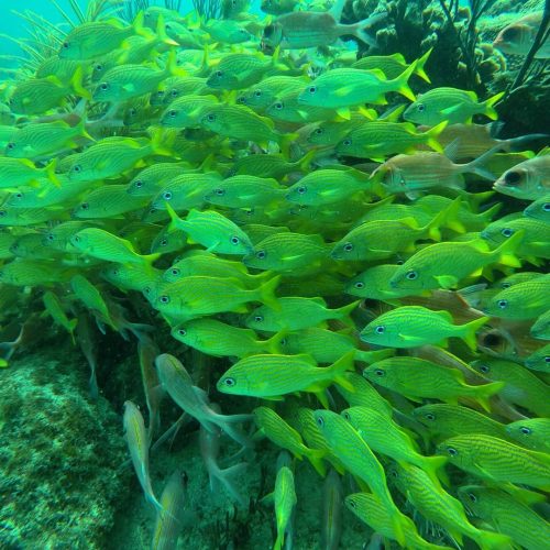 81365080_3540879679317054_1673154606655340544_n