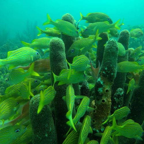 89654735_3743622539042766_1078349417670508544_n