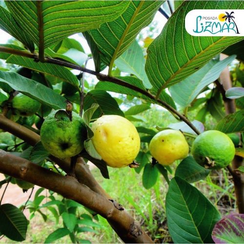 89844175_137351167767046_3367053810861080576_n