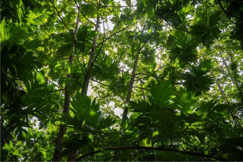 Farmer Woman Hill_0001