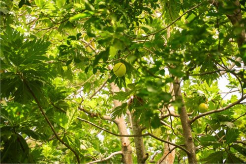 Farmer Woman Hill_0004