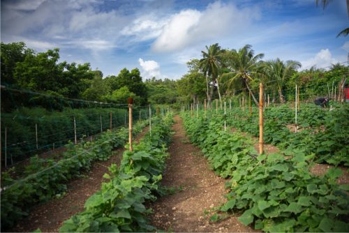Finca la veranera_Coralina_1
