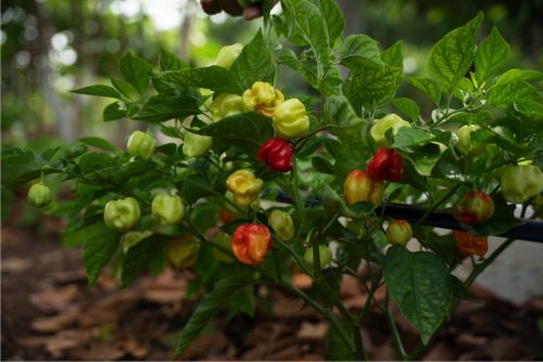 Finca la veranera_Coralina_4