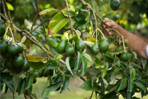 Finca la veranera_Coralina_6